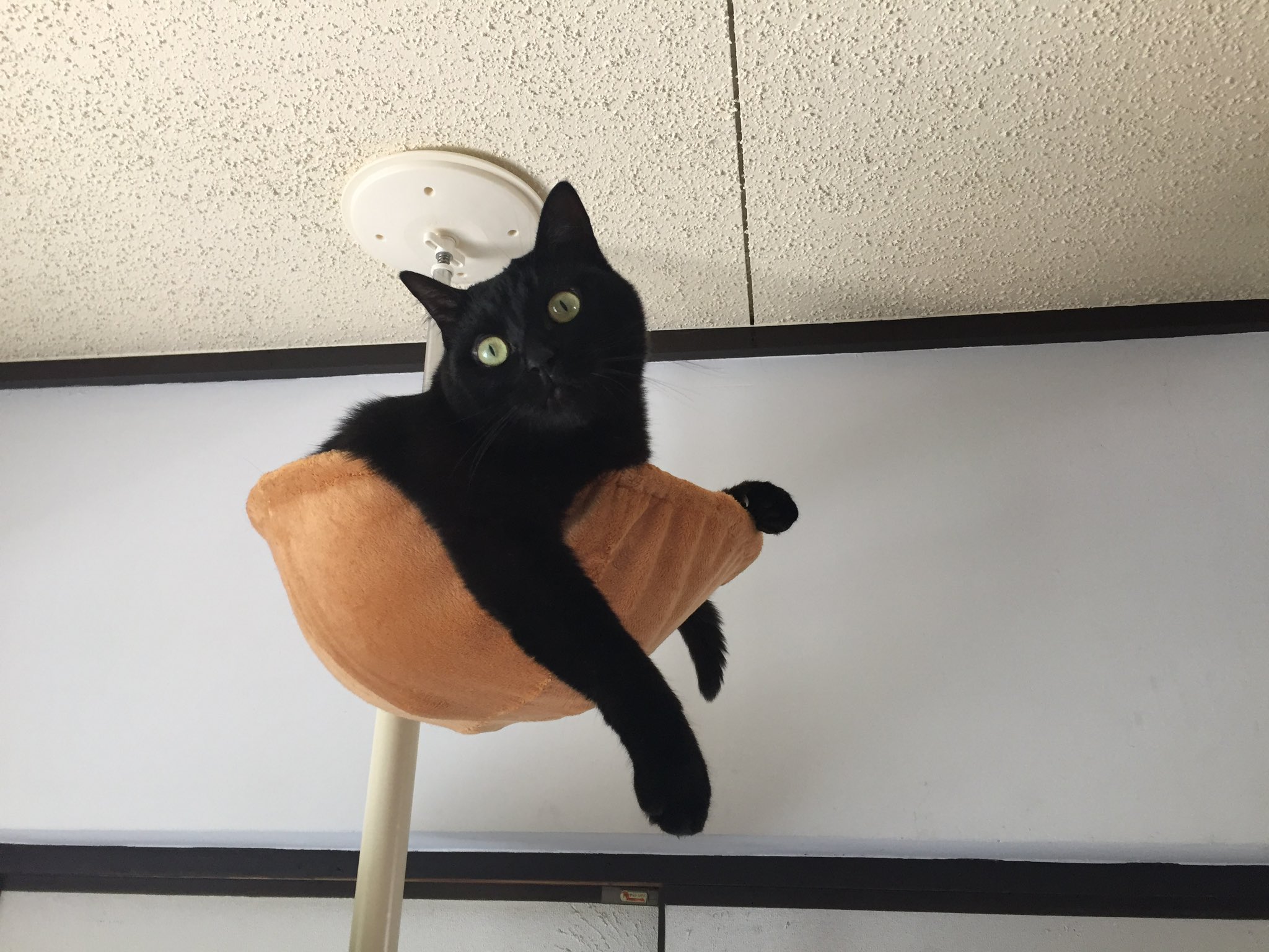 ねこさん⚡(ΦωΦ) on X: 