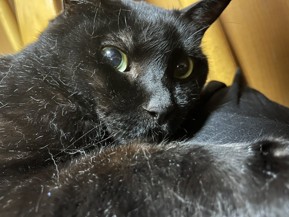 ねこ 杉本恵📱❤️📱 on X: 