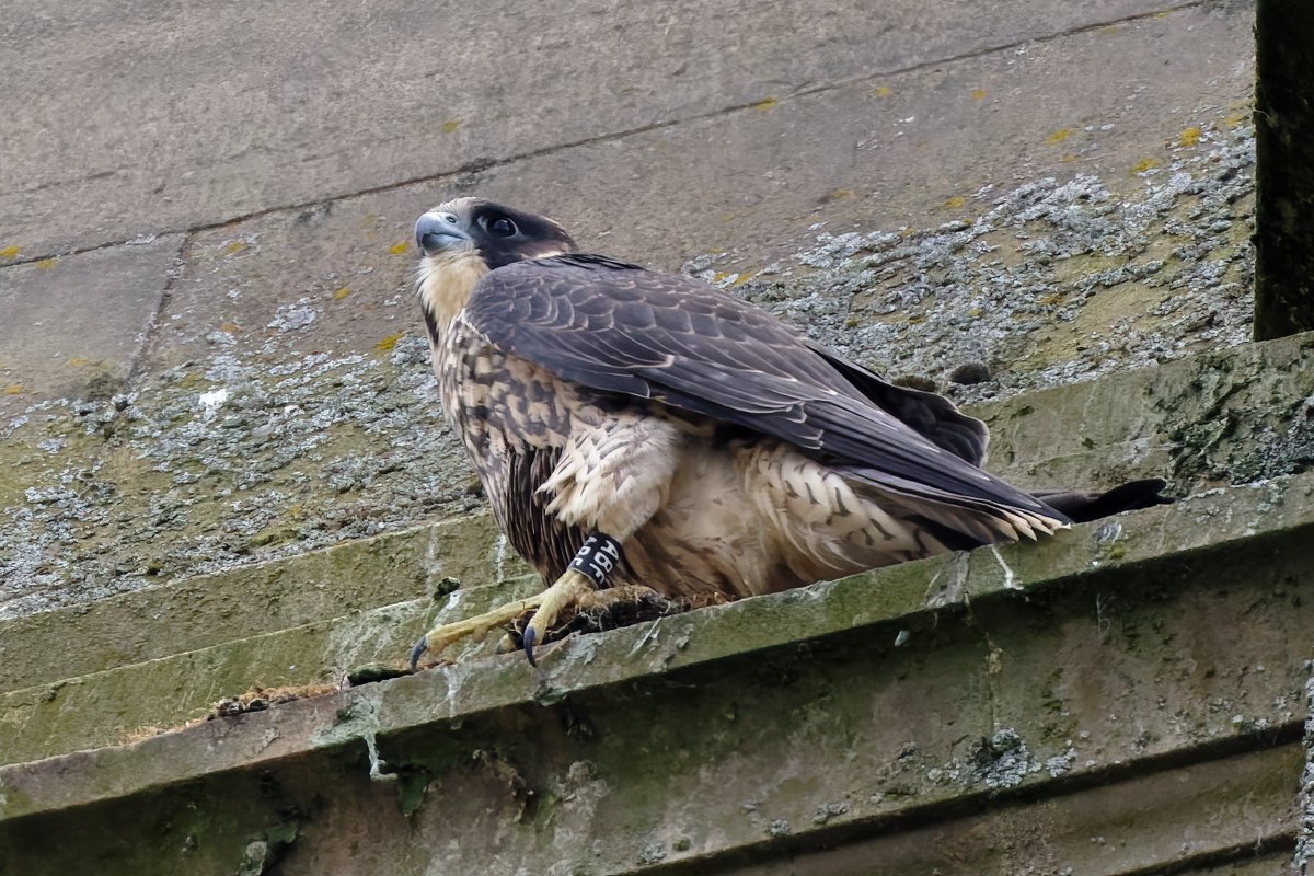 Michael80798575's tweet image. Peregrine Falcon juvenile Ringed ABF seen in the west Midlands @WestMidBirdClub @RingersWm @Natures_Voice @RSPBbirders @RSPBEngland @WildlifeMag @BBCSpringwatch #peregrine #Falcon