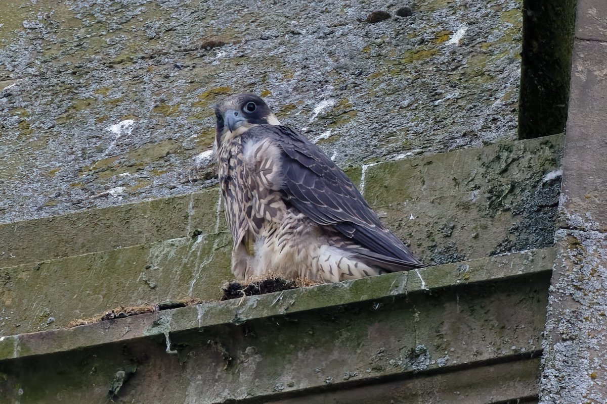Michael80798575's tweet image. Peregrine Falcon juvenile Ringed ABF seen in the west Midlands @WestMidBirdClub @RingersWm @Natures_Voice @RSPBbirders @RSPBEngland @WildlifeMag @BBCSpringwatch #peregrine #Falcon
