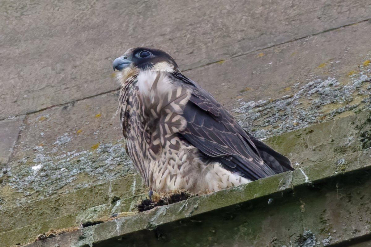 Michael80798575's tweet image. Peregrine Falcon juvenile Ringed ABF seen in the west Midlands @WestMidBirdClub @RingersWm @Natures_Voice @RSPBbirders @RSPBEngland @WildlifeMag @BBCSpringwatch #peregrine #Falcon