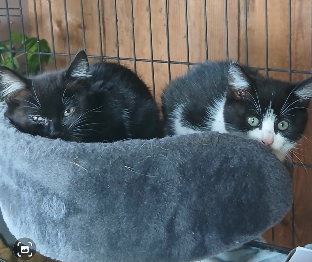 Well, we're winning the battle with the #kitten flu... please neuter any cat you can... kitten season is a cruel season for kittens born in ditches or to young mommies who often abandon them. It's a cruel season for rescues too. Like having a few new born babies at once 😉