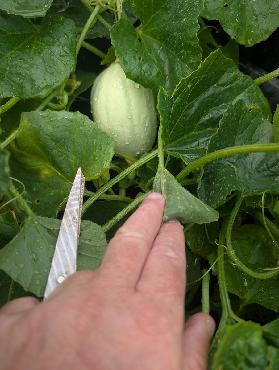 I have melons!
#allotment #gardening