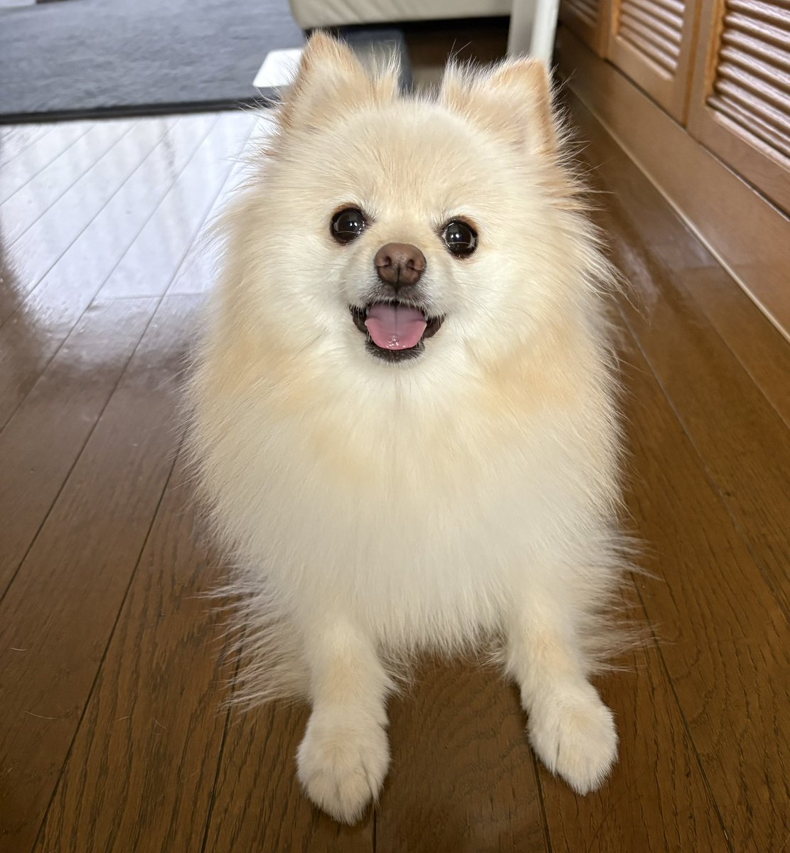 暑いけど、今日もニコニコなボク🐻‍❄️✨

#ポメラニアン #wanko