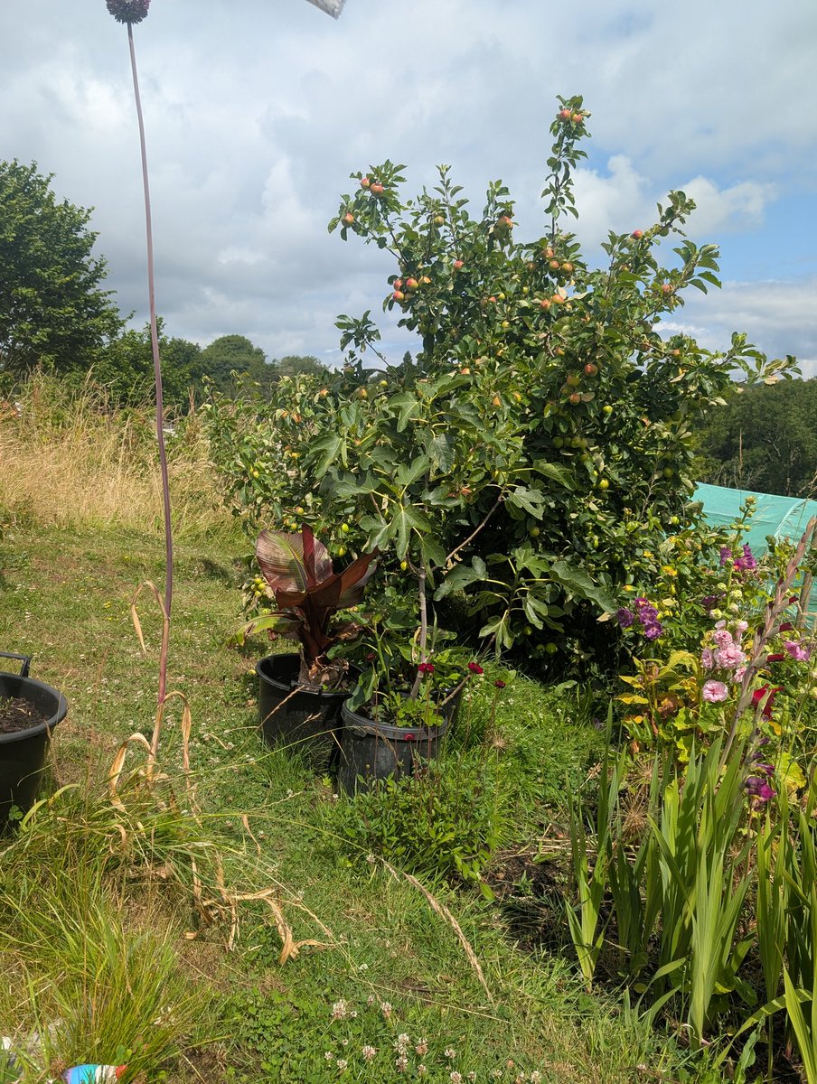 A quick trip to the allotment before the downpour #allotment #gardening