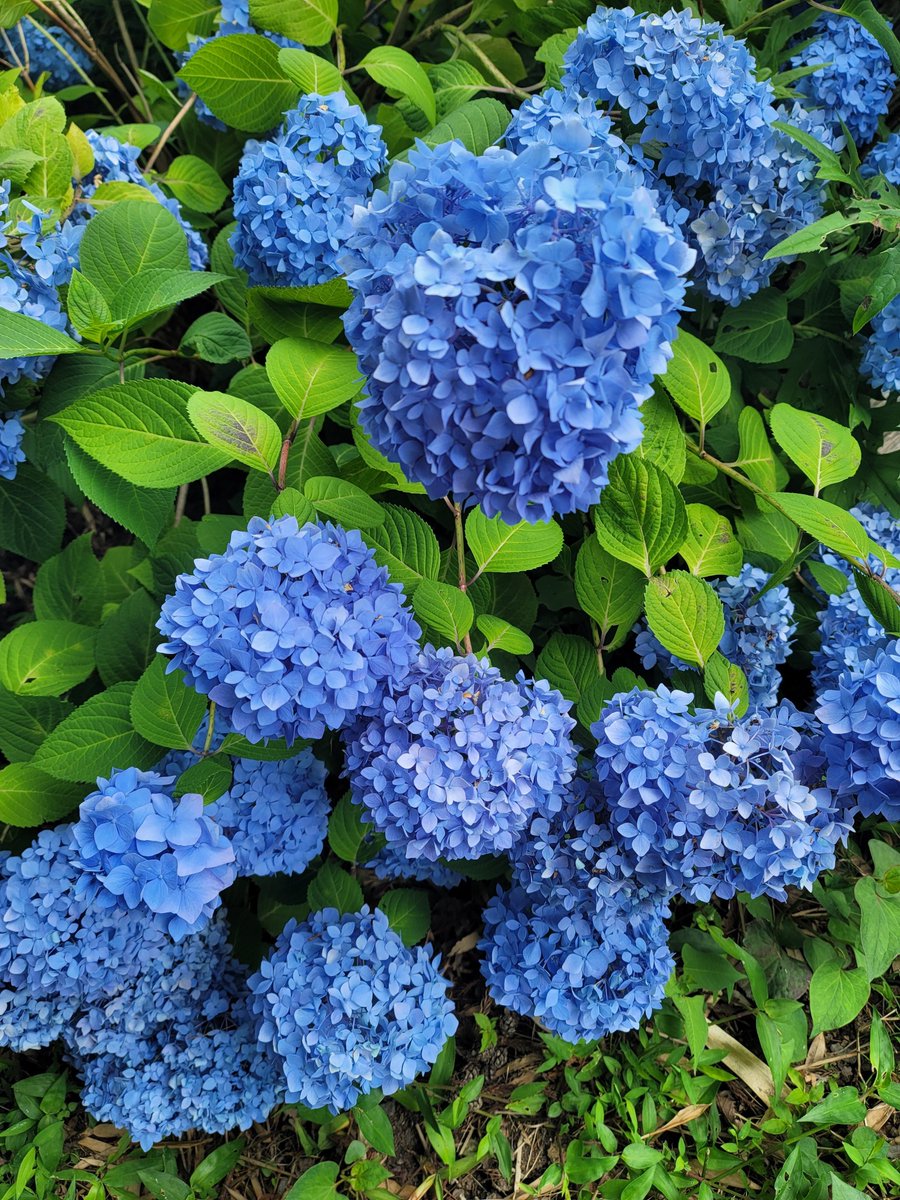 S.kawano tweet media
