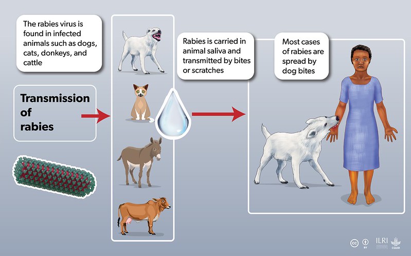 #Rabies is a fatal zoonotic disease once symptoms appear. But it is preventable, with the right vaccines.

On #WorldZoonosesDay, we're celebrating ILRI &amp; partners' work to raise awareness, close knowledge gaps, &amp; campaign for animal vaccinations.

ilri.org/knowledge/publ…