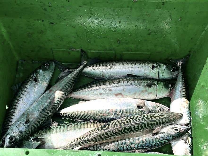There’s nothing so delicious as freshly caught mackerel simply grilled ❤️ #mackerel  #scotland #Angus #lunanbay