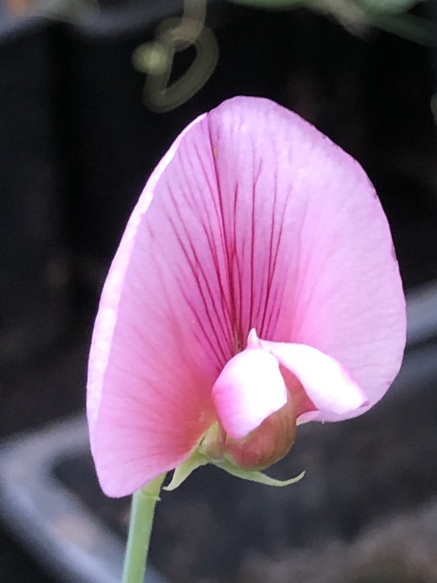 sweetpeasociety's tweet image. It’s been a busy #sweetpea season. the Trials at West Dean had their final judging on Thursday. Darren Everest was awarded a prestigious silver gilt for his display at #RHSHamptonCourt after his silver gilt at #RHSChelsea &amp;amp; his winning 12 vase class at the Society Early National.