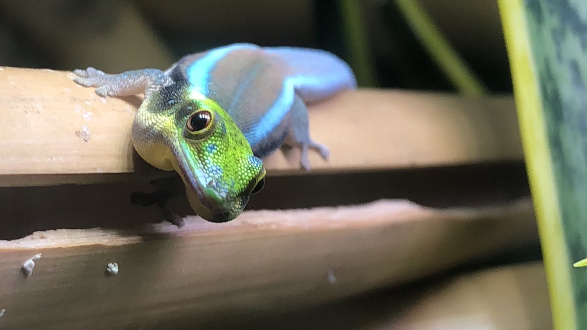 頭部の青斑を遺伝させたいが、F3程度ではまだ全然ダメなようで。続ければ続けるほど、継続が一番難しいと実感します。