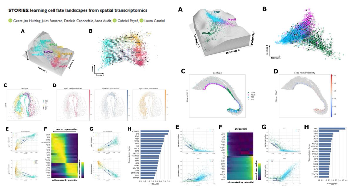 HaoYin20's tweet image. STORIES
SpatioTemporal Omics eneRgIES
Learning Waddington epigenetic (+regulon) landscape from multi-time-point Stereo-seq #SpatialTranscriptomics
Potential-based
Fused Gromov-Wasserstein #OptimalTransport
Linear▶️gene expression error
Quadratic▶️spatial consistency
@gjhuizing…