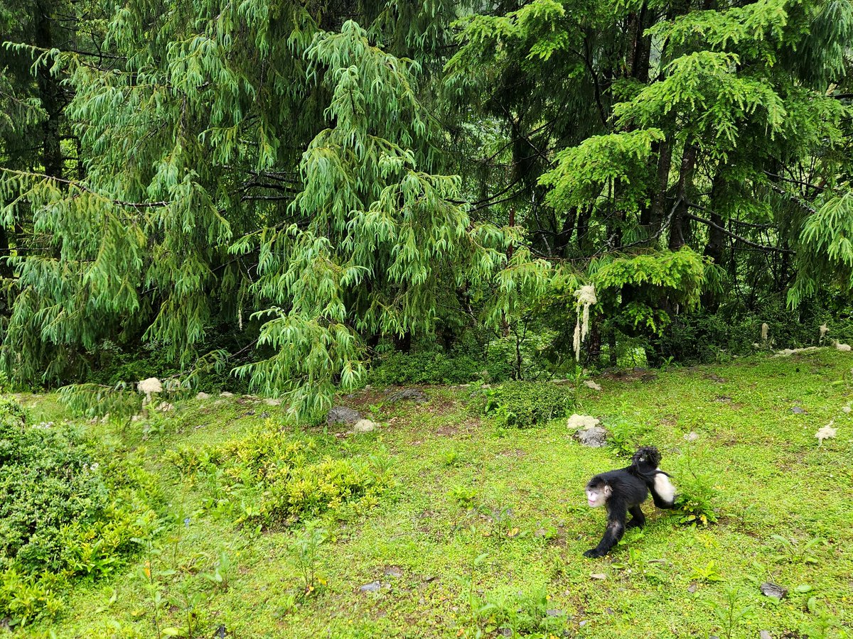 ccgrueter's tweet image. Revisiting the species that defined my PhD years. So good to see the black-and-white #snubnosedmonkeys again in the mountains of Yunnan! @IntPrimate