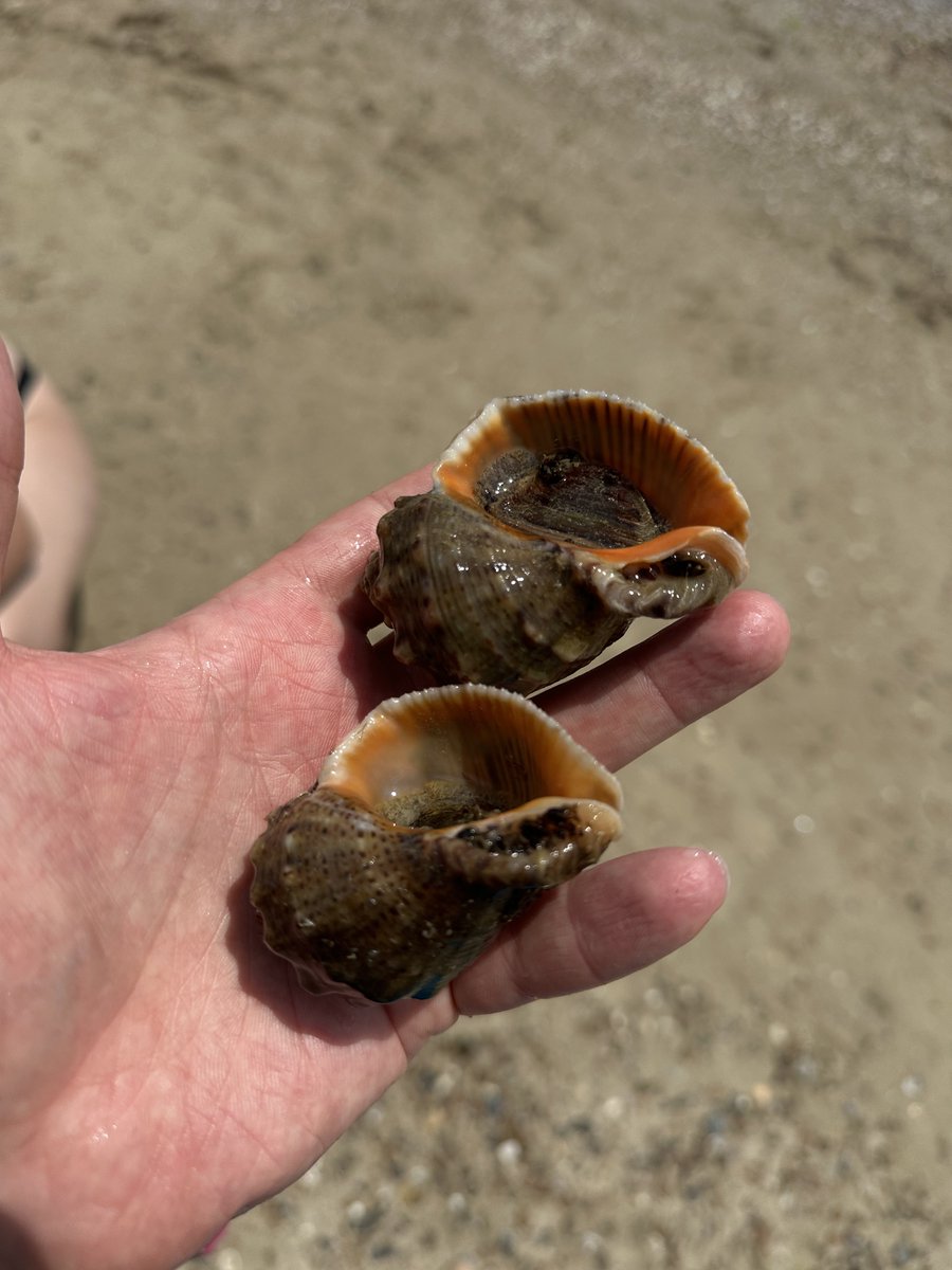 Ruslan Samovarov tweet media