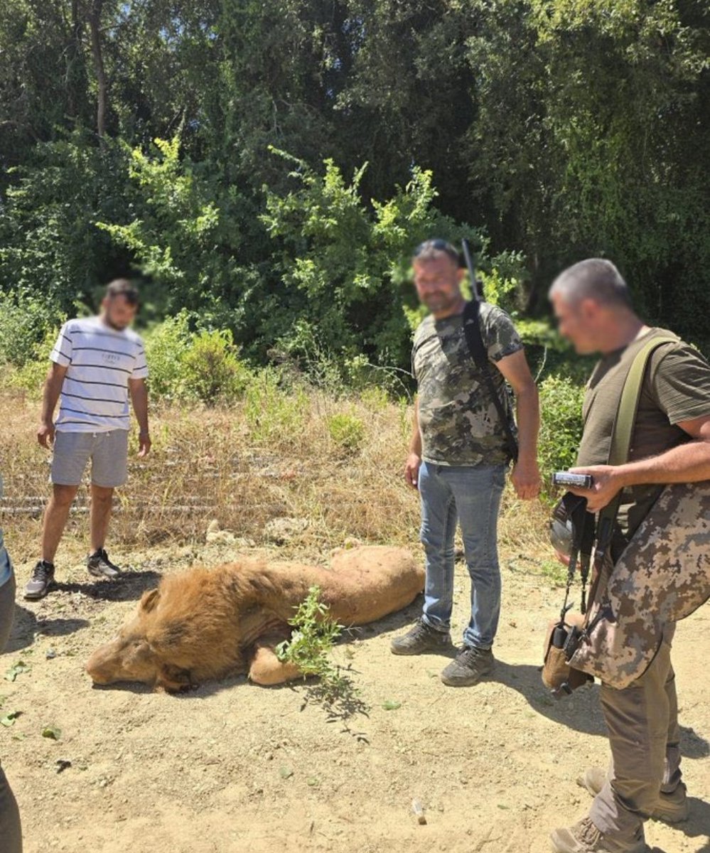 Bir ömür esaret altında tutsunlar, uyuşturup kafeslere koysunlar.. Tam özgürlüğüne kavuş öldürsünler. Hayvanın doğası bu fıtratı bu. Kedi değil bu evcil olsun. Yine uyuşturup sakinleştirmek varken öldürmek ne.. Öldürmüşler (olayda yaralanan beyefendiye de çok geçmiş olsun)