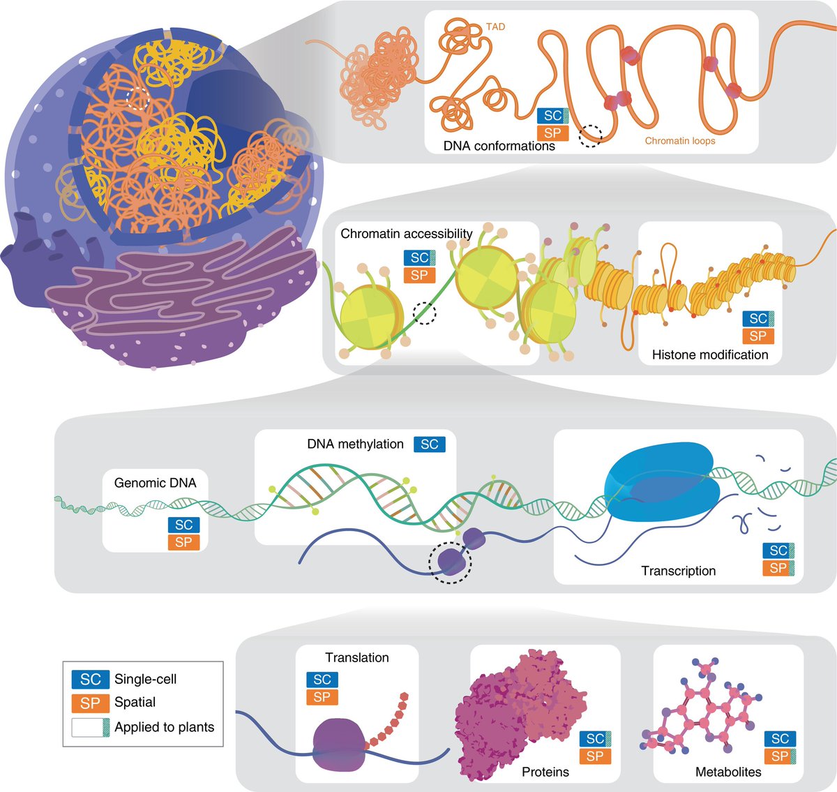 New Phytologist (@newphyt) on Twitter photo #TansleyReview: Exploring the untapped potential of #single-cell and spatial omics in plant biology
By Tatsuya Nobori
👇
📖 nph.onlinelibrary.wiley.com/doi/10.1111/np…
#LatestIssue <a href="/wileyplantsci/">Wiley Plant Science</a> #TansleyReview: Exploring the untapped potential of #single-cell and spatial omics in plant biology
By Tatsuya Nobori
👇
📖 nph.onlinelibrary.wiley.com/doi/10.1111/np…
#LatestIssue <a href="/wileyplantsci/">Wiley Plant Science</a>