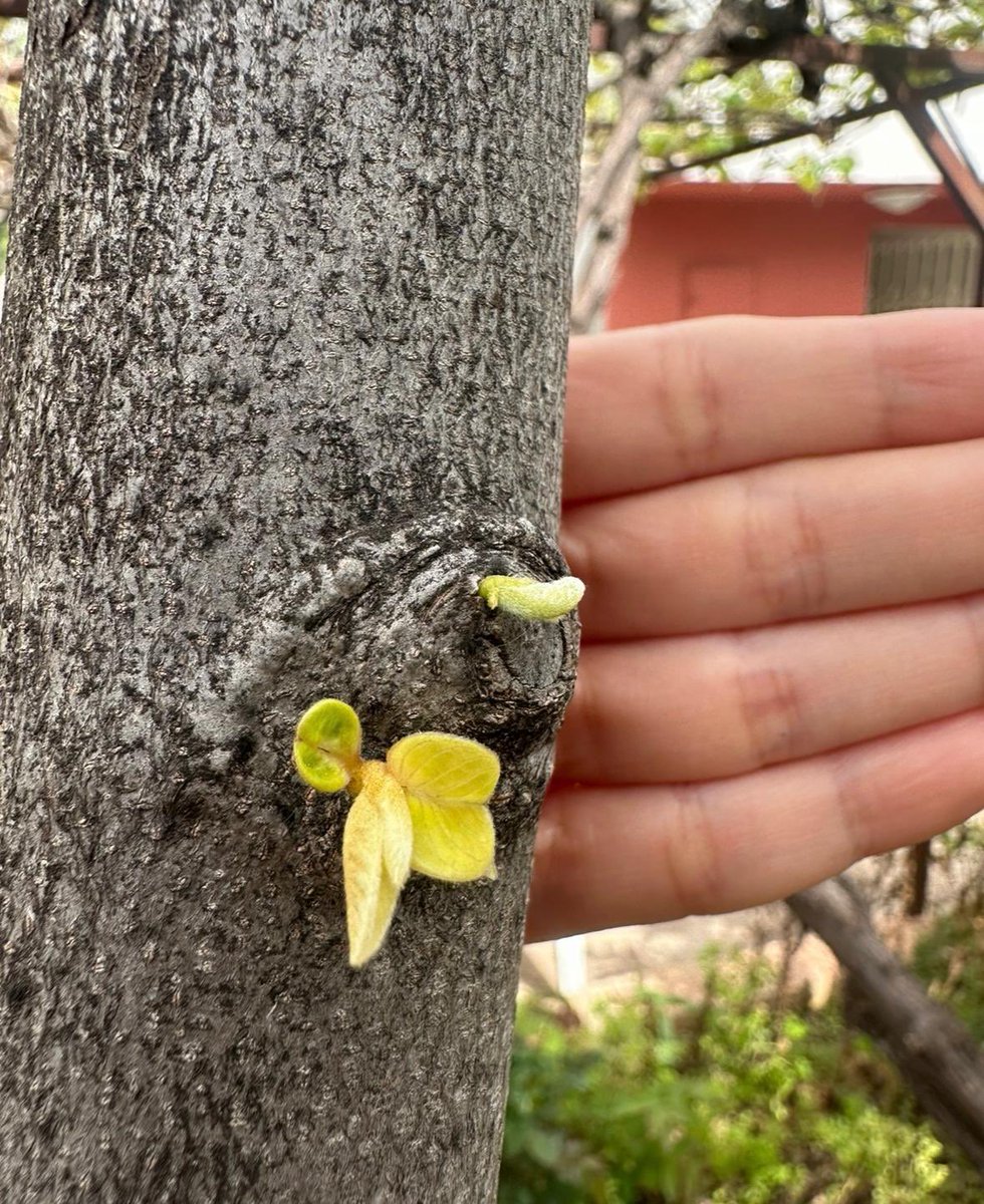Bahçesine diktiği dalların yeşermesine vesile olmak. Ne güzel bir ahir zaman…