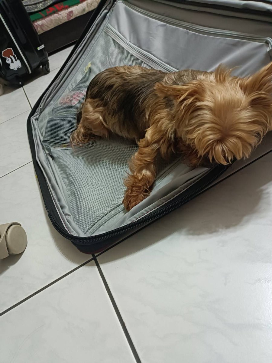 有一隻狗試圖阻撓我收拾出差行李但自己在行李箱上睡著了