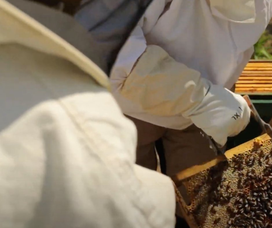 Gracias por volar con nosotros 🐝✨
Seguimos trabajando con amor por la miel auténtica 🍯💛
Esto no acaba… acaba de empezar 🌼🚀
#GraciasAbejas #MielsoSiempre #SeguimosVolando