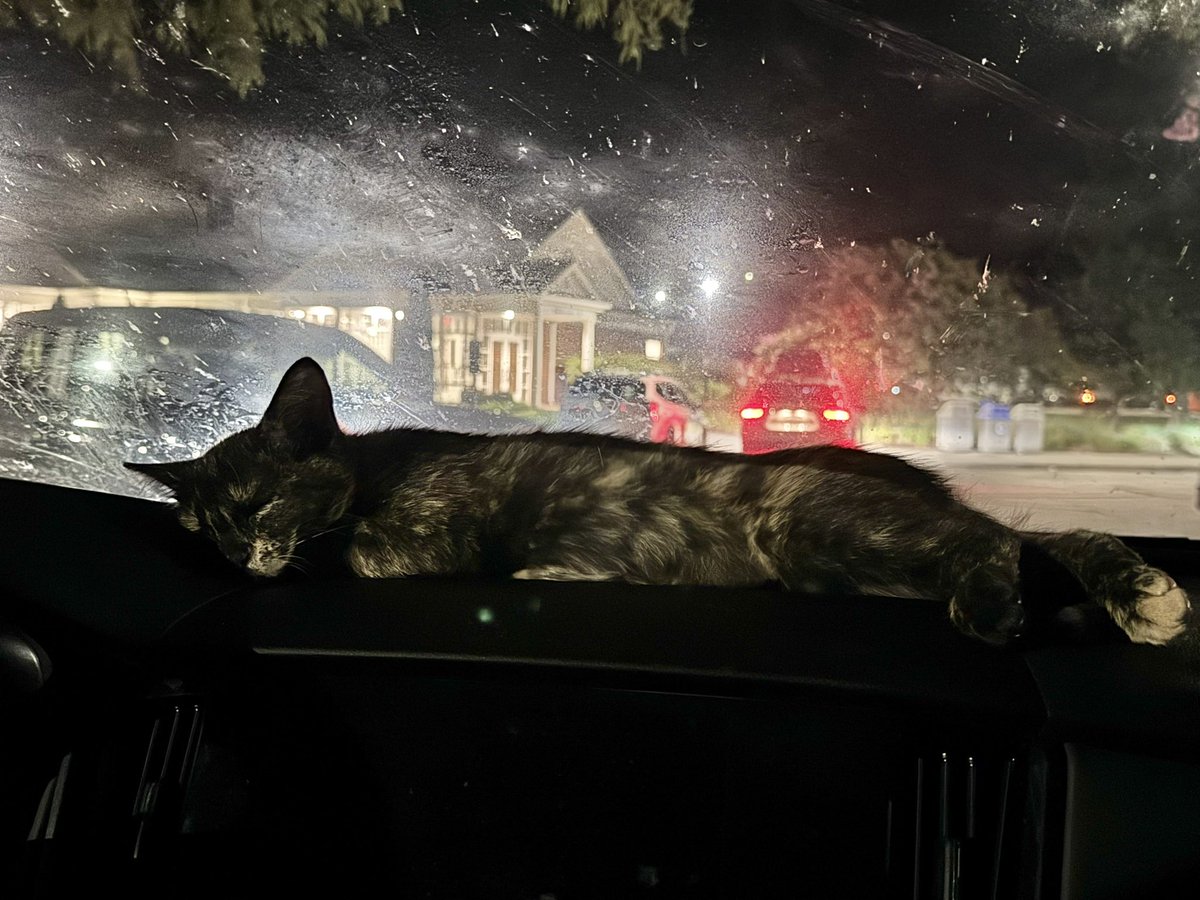 Travel cat taking a rest stop nap on the 24 hour ride from Maine ti Florida. She's the best traveler.