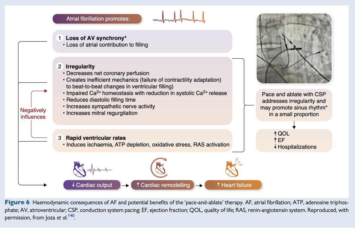 EHRAPresident's tweet image. #EHRAtopicweek
CSP in AV Node Ablation — What You Need to Know!
📊 CSP offers similar improvements in LVEF, NYHA class, QoL, and HF outcomes as BiVP — & outperforms RVP
🛠️ It also allows for simpler device setups with less hardware, making the procedure more straightforward…