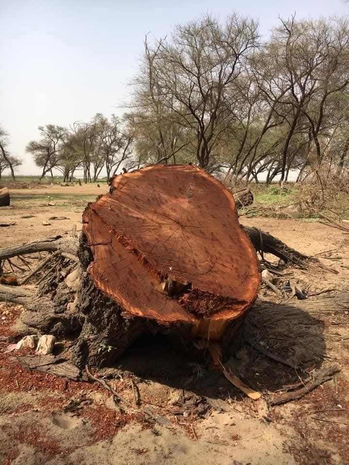 صور متداولة لعمليات قطع الأشجار بغابة السنط بوسط الخرطوم
#هجرة_عصافير_الخريف