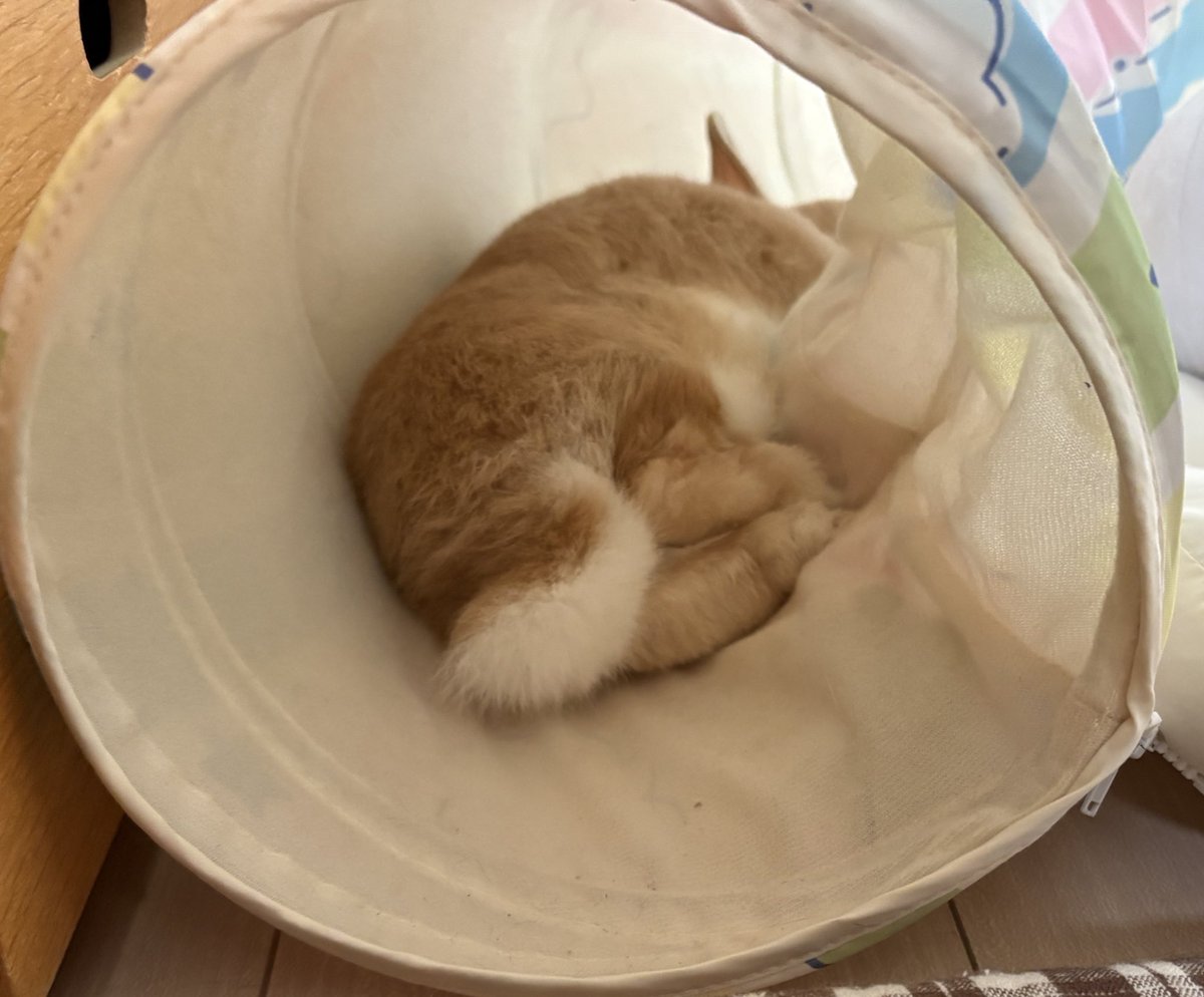 mimimi33chan's tweet image. アイス食べてビール飲んでラーメン食べてミミちゃんのお昼寝姿を愛でて。良い休日でした💮