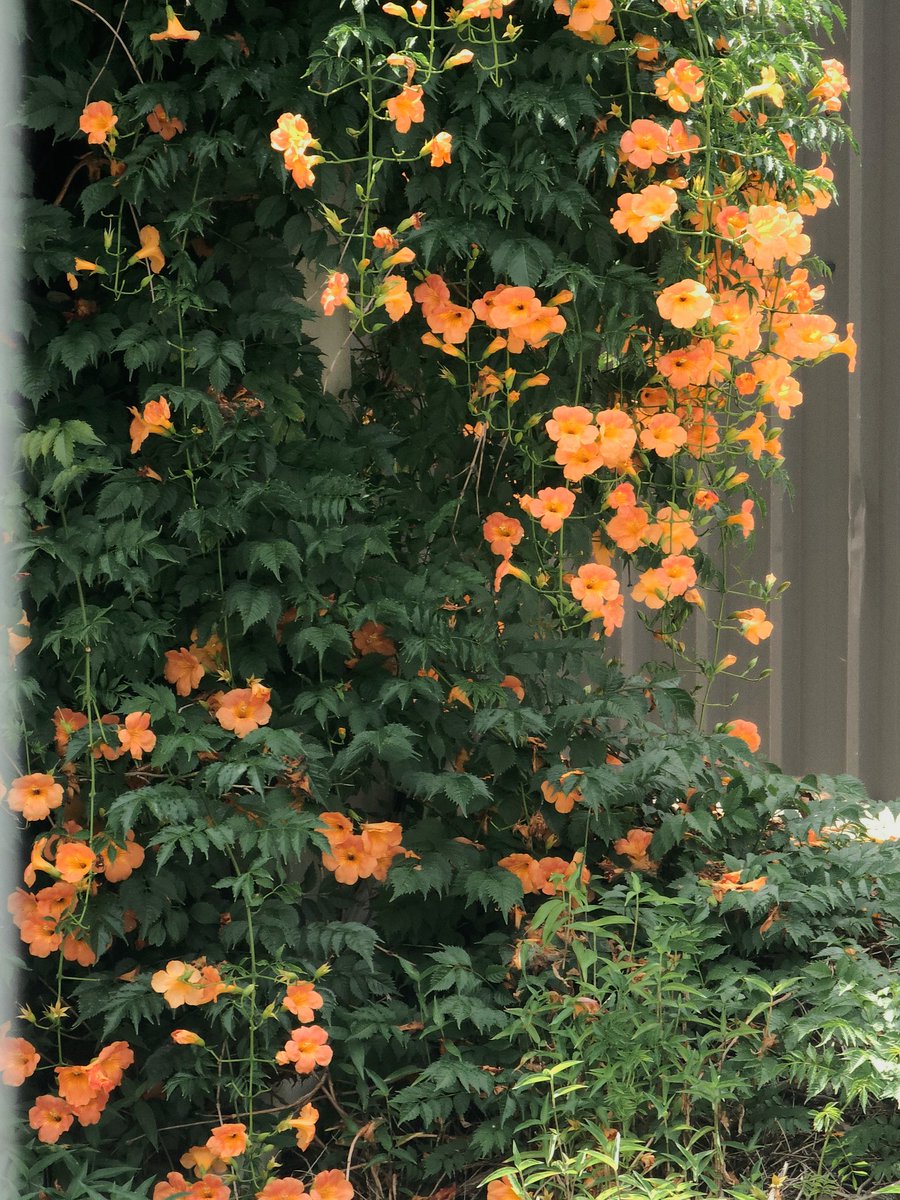 우연히 담장을 다 감싸는 능소화 커튼을 만날 수도 있으니까 더워도 걷기를 멈출 수 없는거야