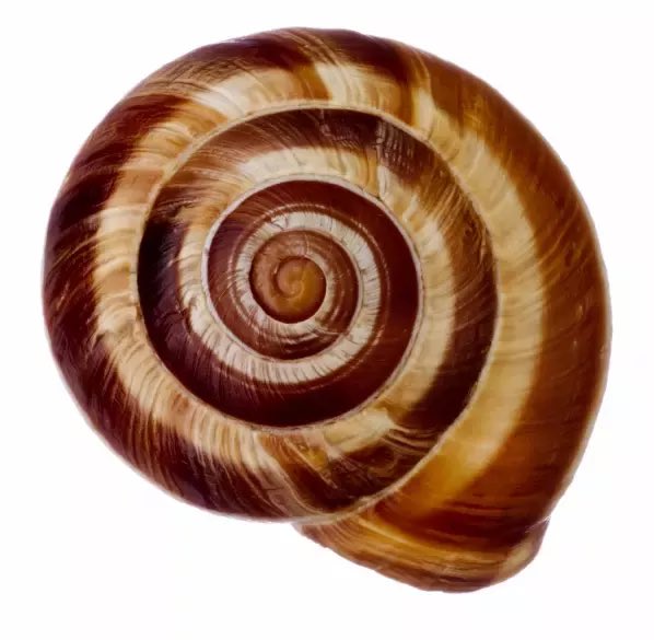 Art_Design_Ai's tweet image. This snail shell follows the golden ratio—a mathematical formula so “perfect” that it pops up in hurricanes, galaxies, and even Leonardo da Vinci’s sketches.
Nature didn’t use a ruler—it just spiraled into aesthetic excellence.
Basically, it’s the original architect of “go with…