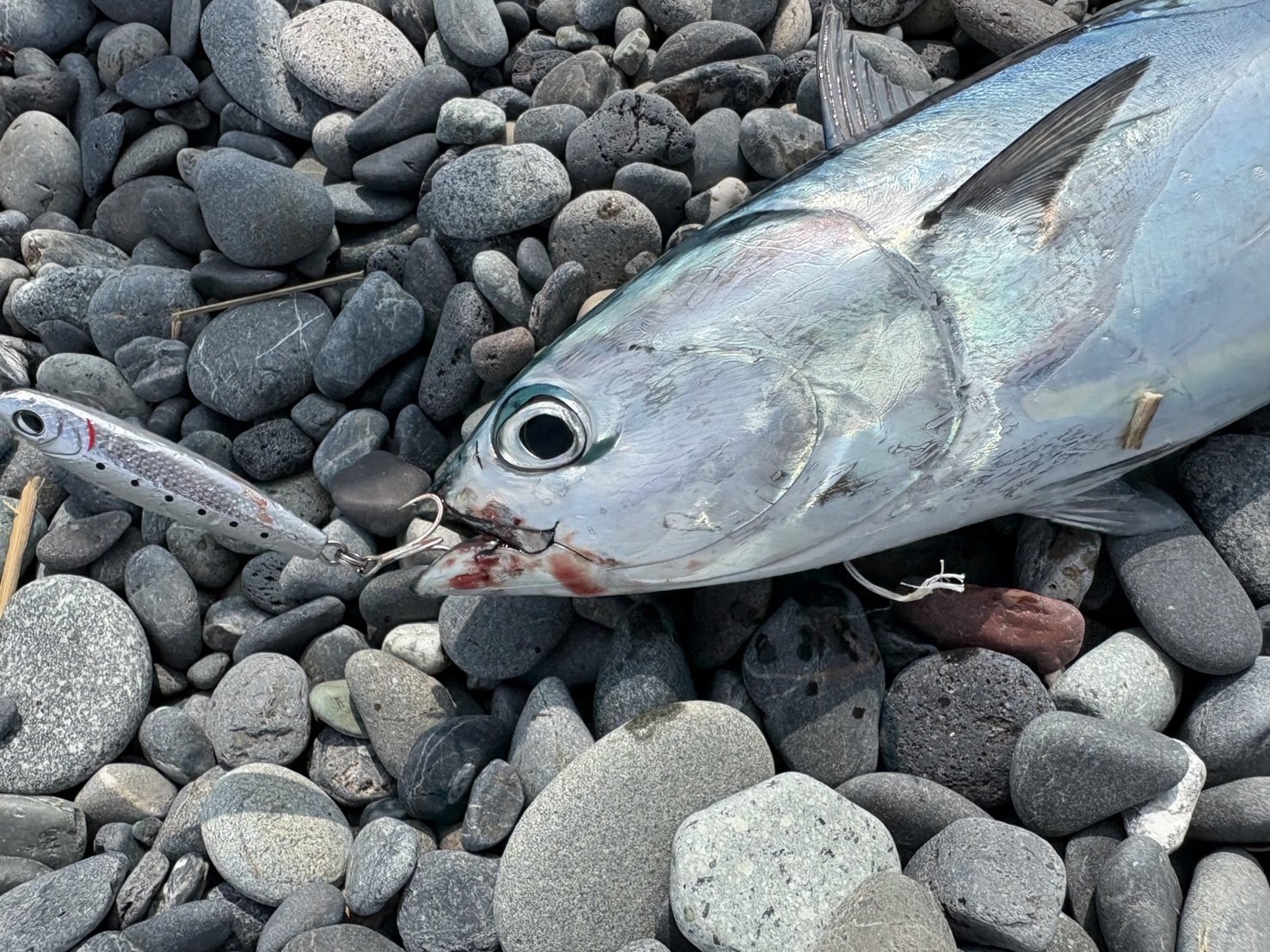 【60周年限定】ダイワ <ゆうた> GONZO＠（hayaken) (@GONZOUDAIWA) / X