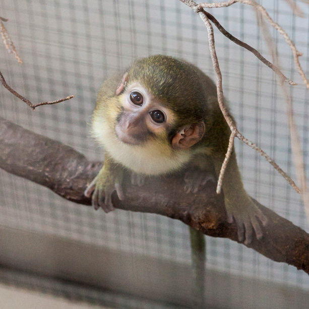 Op #WereldZoönoseDag vragen we aandacht voor de risico's van zoönosen: ziektes die van dier op mens kunnen overgaan, en andersom. Lees meer over hoe AAP met zoönosen omgaat en waarom een EU positieflijst zo belangrijk is in het voorkomen van zoönoses op aap.nl.