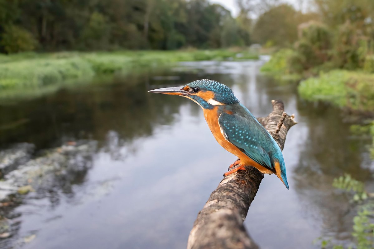 Kingfisher close to the river chess