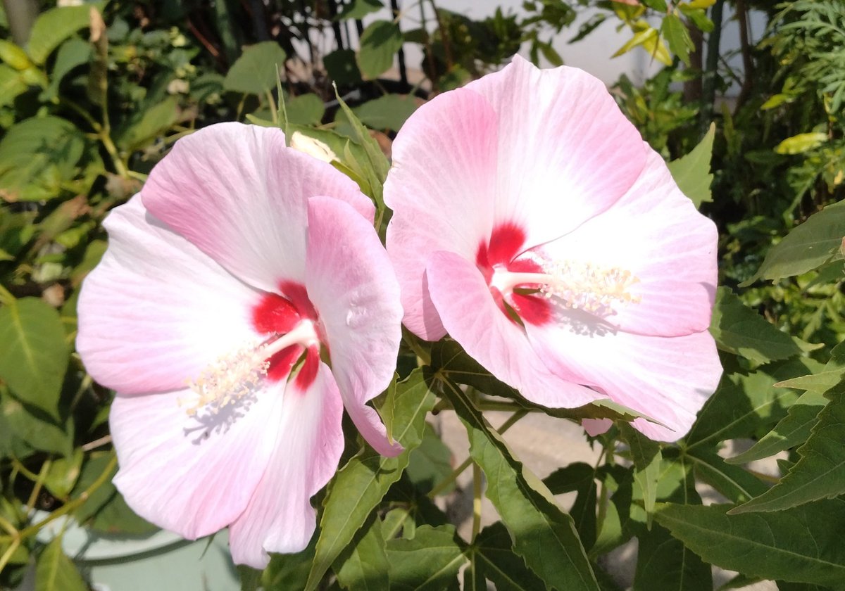 IElYjfZ1TM9WZJd's tweet image. #短歌 #tanka
『真夏日に
野球観戦
だらだらと
負けて悔しく
スイカでシャキッ』
ドジャース、アストロズに2連敗してしまいました。