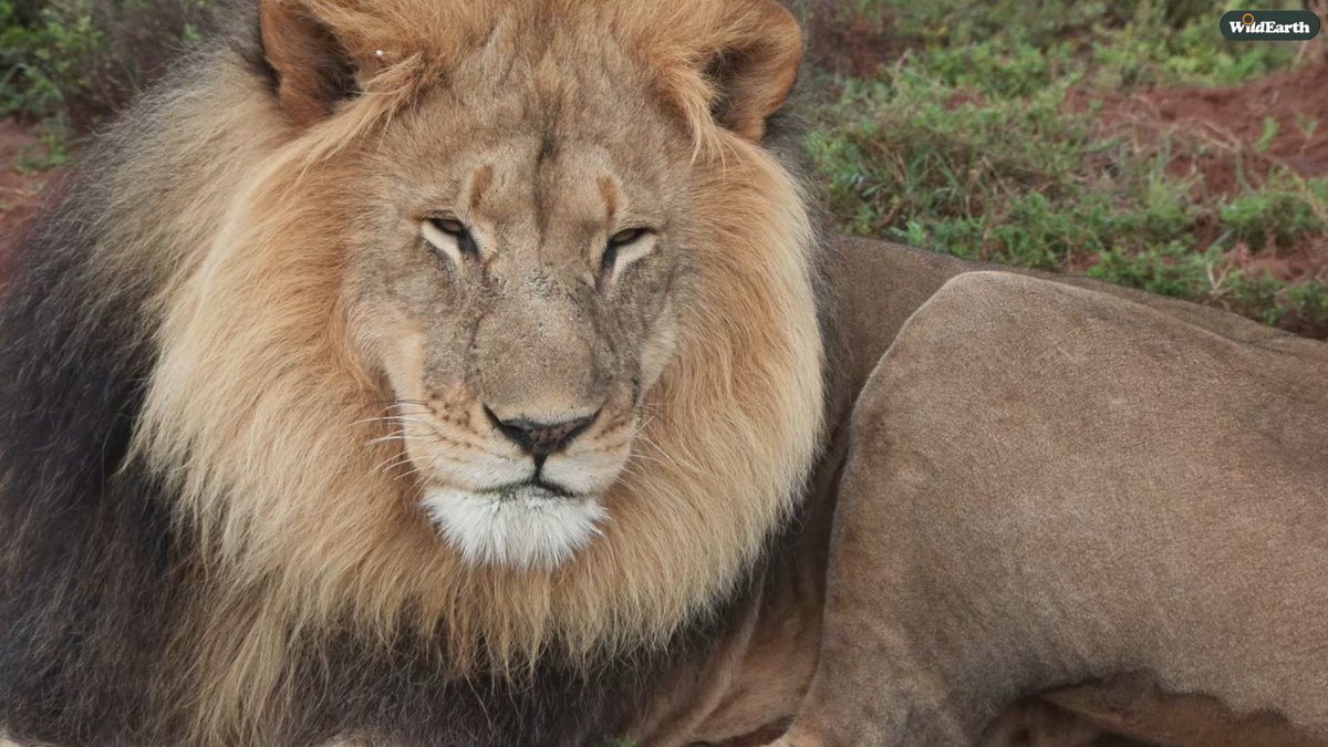 Thank you for joining us for this catastic Sunrise Safari! Join us at 12:30 CAT for Live at the Waterhole. #wildearth