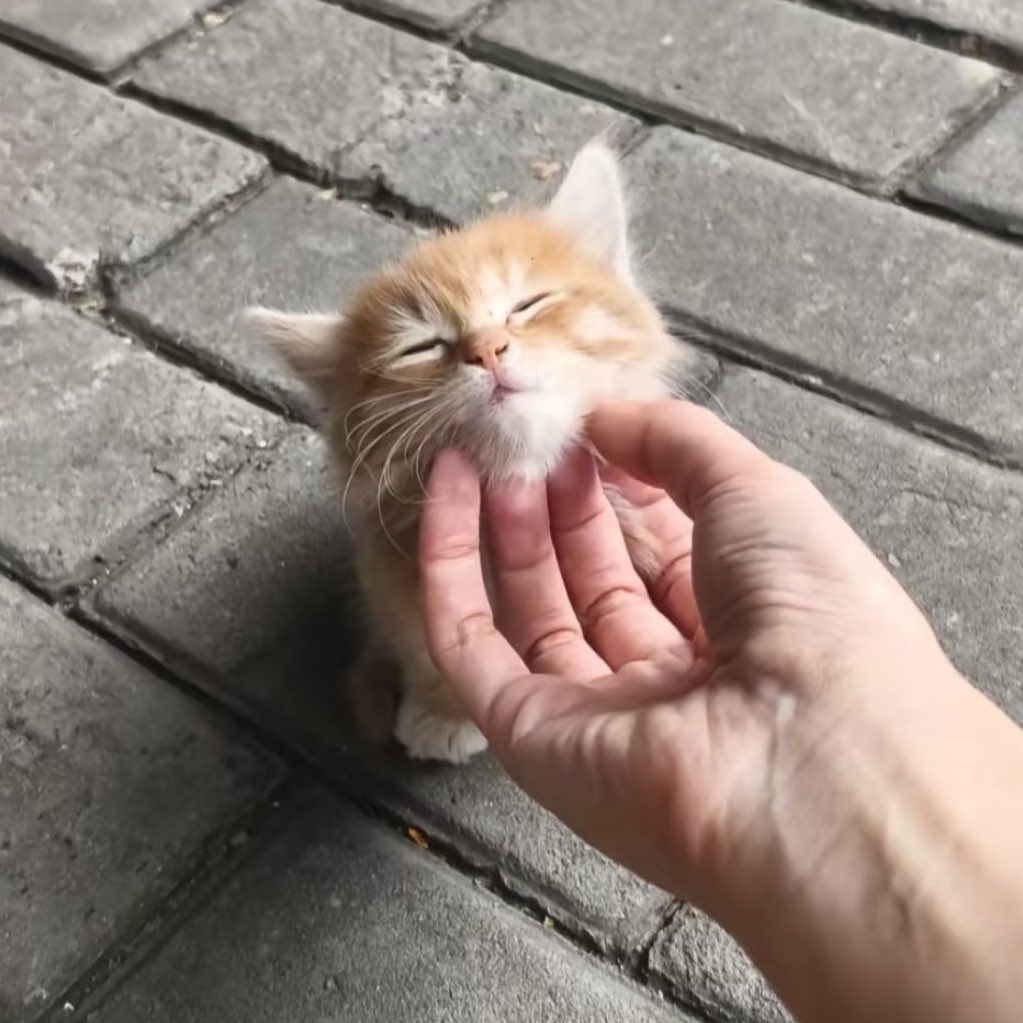 evaoier's tweet image. 