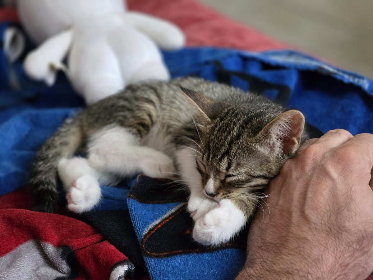 Madvinegar's tweet image. Θέλει το χέρι μου για μαξιλάρι... #challenge_κατοικιδιο