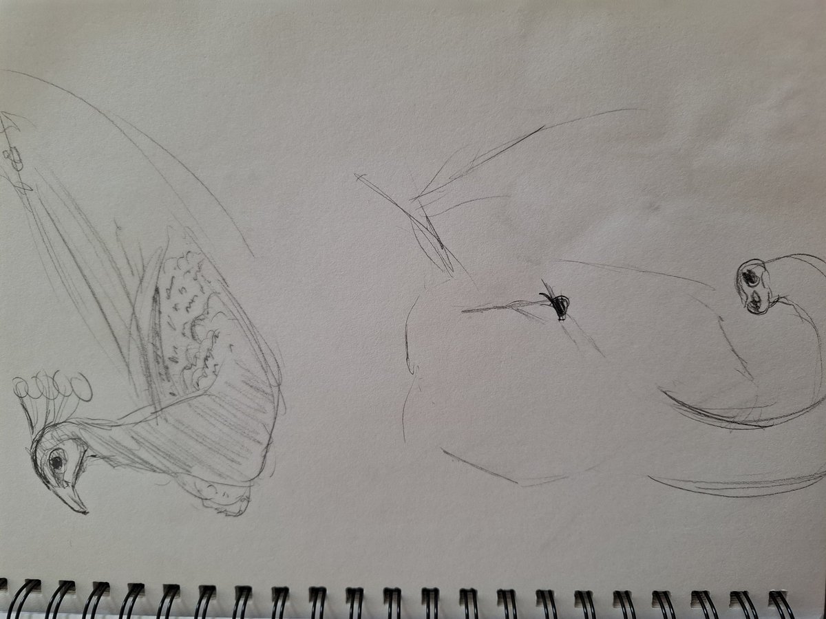 CelestialHowls's tweet image. shitty animal skecthes i made at the zoo 
#sketch