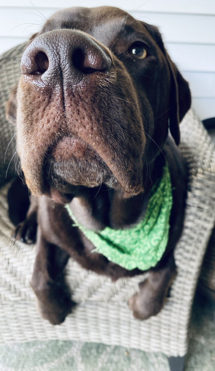 My pup is 3 years old today