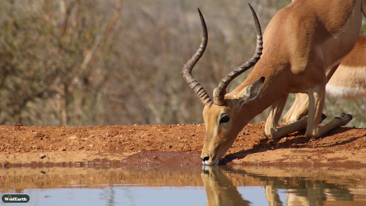 It's Live at the Waterhole time, let's see what interesting sightings WE will experience today! Ben is here to chat all things wildlife, so make sure to send in those comments and questions. #wildearth