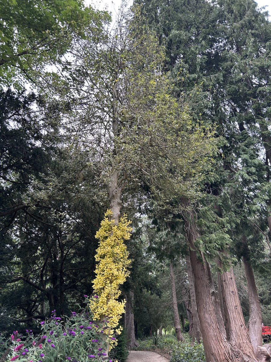 Highnam have great Tree sculptures wonderful gardens the Holly Tree had reverted down below off to see daughter Emma car 🚗 racing today with picnic coming back to watch F1 Silverstone! Come on Lewis!! 😄💐