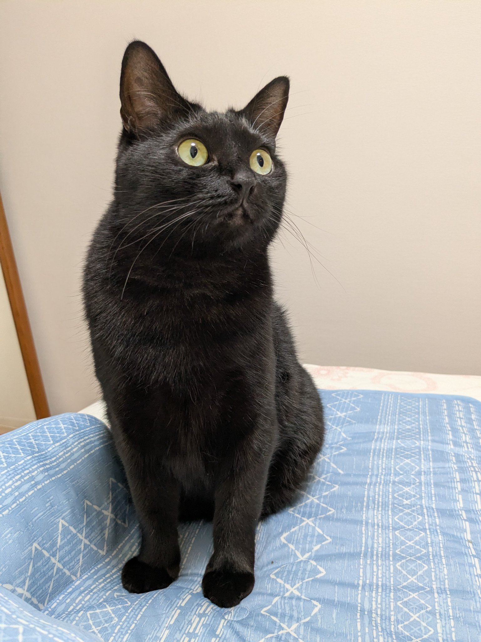 くろねこページ① Amazon.co.jp: くろねこ ジジ 魔女宅急便 : おもちゃ