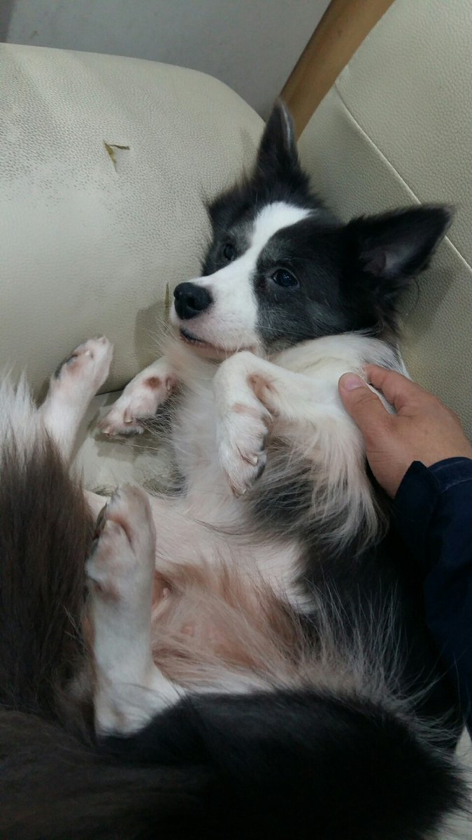 작업하다가 생각했는데
나 천재인가봐
어제 진돗개 이름은 첫번째강아지이름 
지어야지했는데

그럼 나머지 개는 이름 뭐라고 짓지?
하다가

아
난 내인생 첫 개키우는갈 2마리로 시작했지

내일 올 나머지 개이름은 포동이임

리트리버한테 포동이라니

엄청 포동포동하게 키워야지