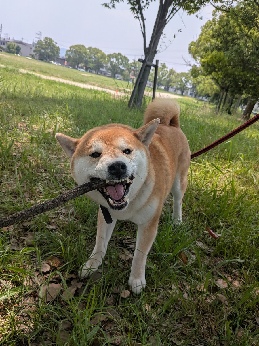 木陰でガジガジんぽー🐶
（リードです😆お口からオシリに突き刺さってません😂😂）

#柴犬