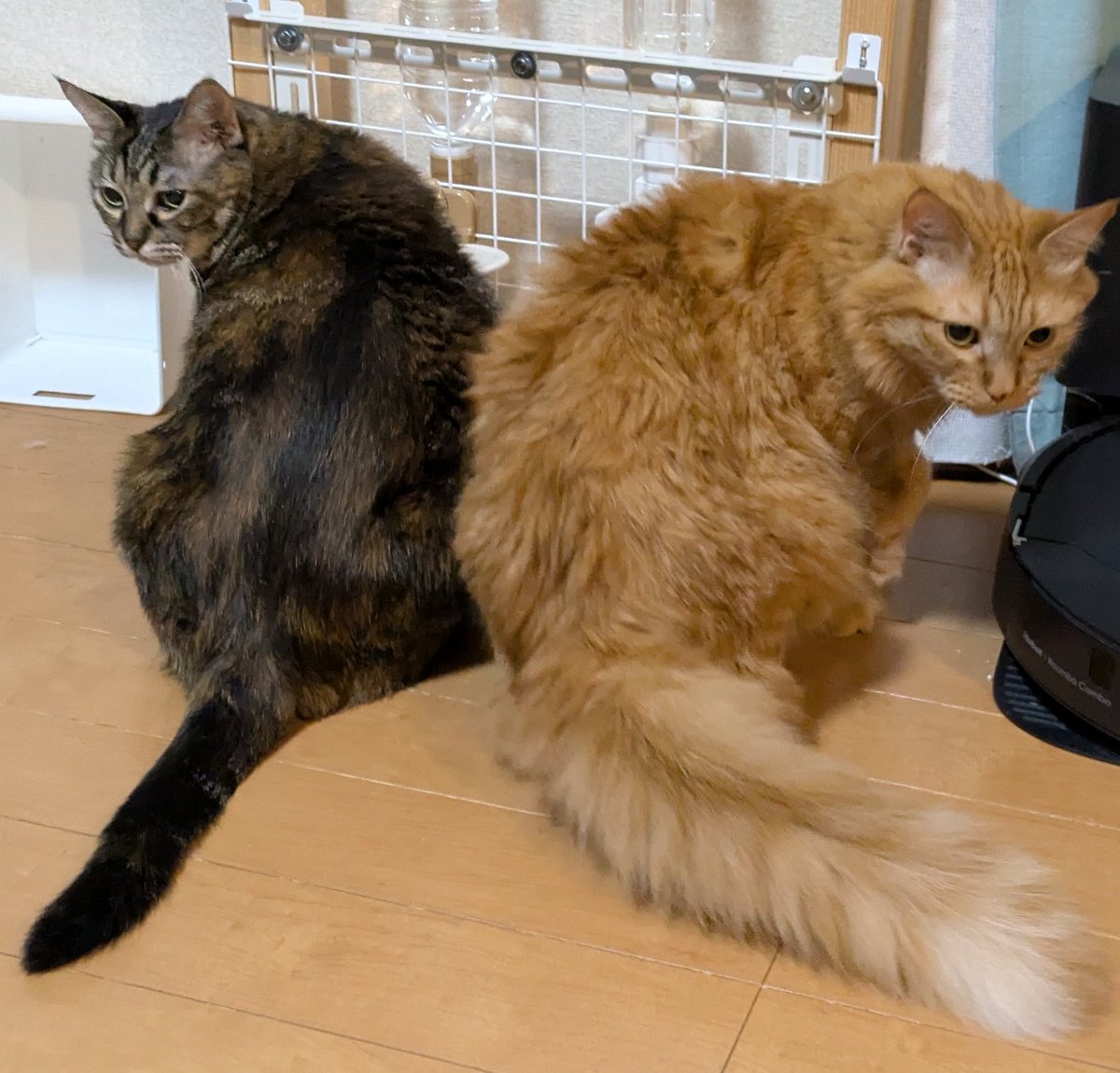 tripletomy's tweet photo. 対称的？
#サビトラ猫
#茶トラ猫 https://t.co/QyjDG3vrjF