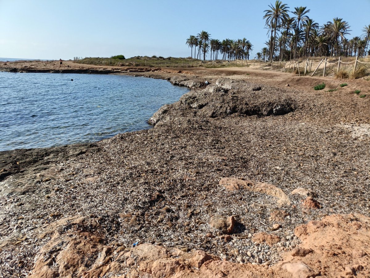 MeteOrihuela's tweet photo. @ecologistas ha otorgado banderas negras a los únicos 2 puntos costeros de la #VegaBaja del Segura (#Alicante) que quedan sin urbanizar: #CalaFerris de #Torrevieja y #CalaMosca de #Orihuela. Tras años resistiendo, la presión urbanística va ganando peso. Imágenes: @ballesta_cruz. https://t.co/zx18yuSeaE