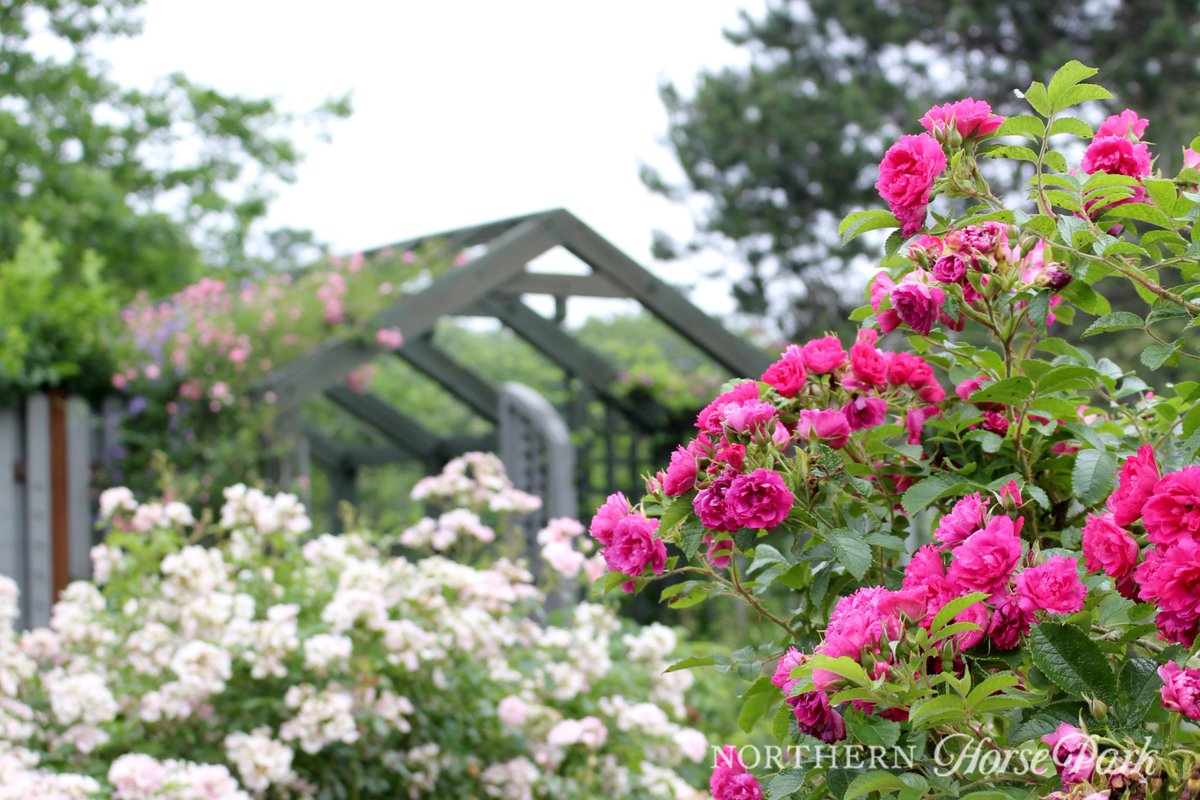 約140種のバラが咲くローズガーデンが、ただいま見頃を迎えています