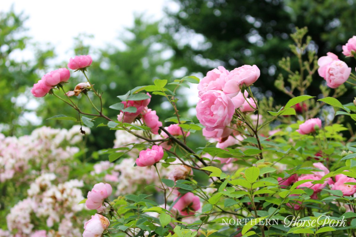 約140種のバラが咲くローズガーデンが、ただいま見頃を迎えています