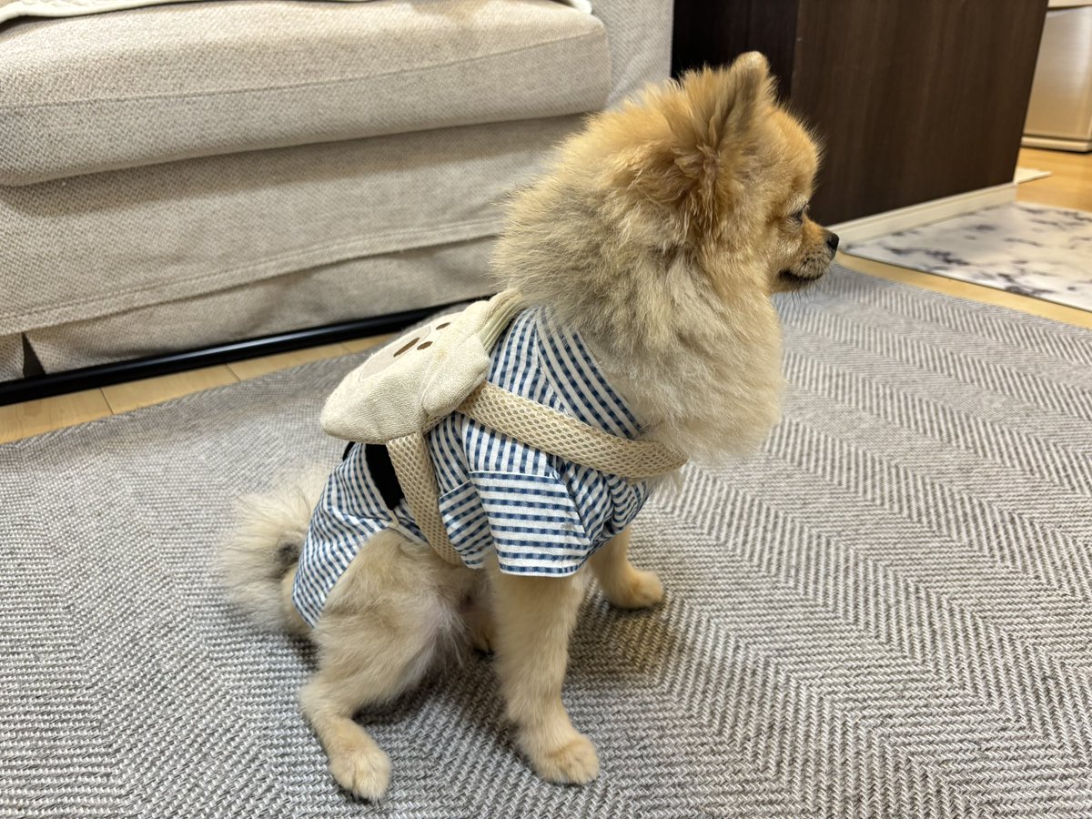 浴衣着て、保冷剤しょってるうちの子が可愛すぎる