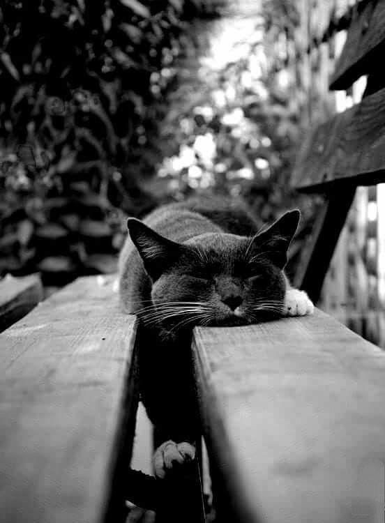 Cat Woman 🇬🇧 🇺🇦 tweet media