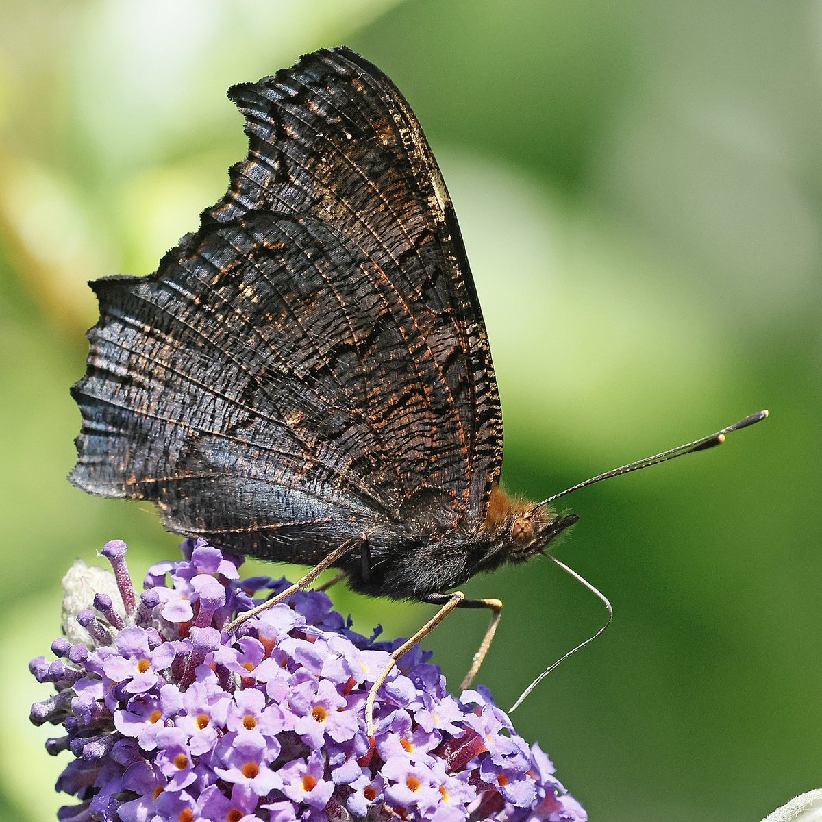 Steve Nikols (@nikols_steve) on Twitter photo Black velvet! Peacock feasting on Buddleia in the garden. <a href="/BCWarwickshire/">BC Warwickshire</a> <a href="/savebutterflies/">Butterfly Conservation π¦</a> Black velvet! Peacock feasting on Buddleia in the garden. <a href="/BCWarwickshire/">BC Warwickshire</a> <a href="/savebutterflies/">Butterfly Conservation π¦</a>
