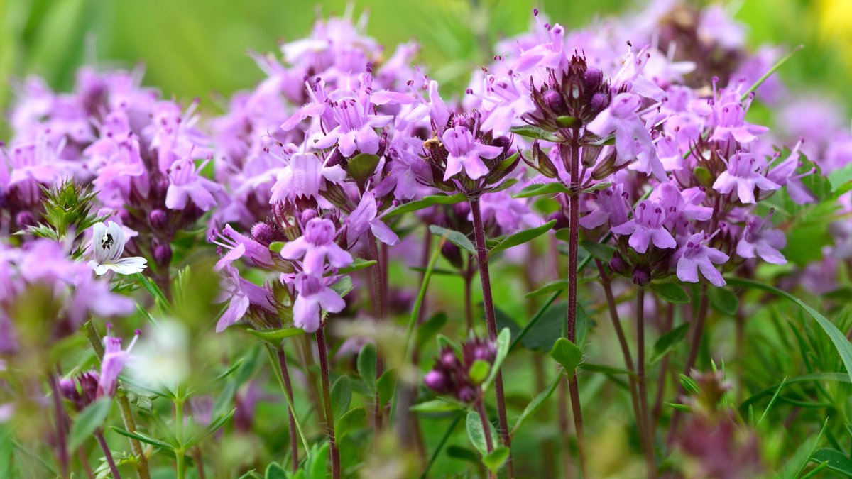 Plantlife tweet media